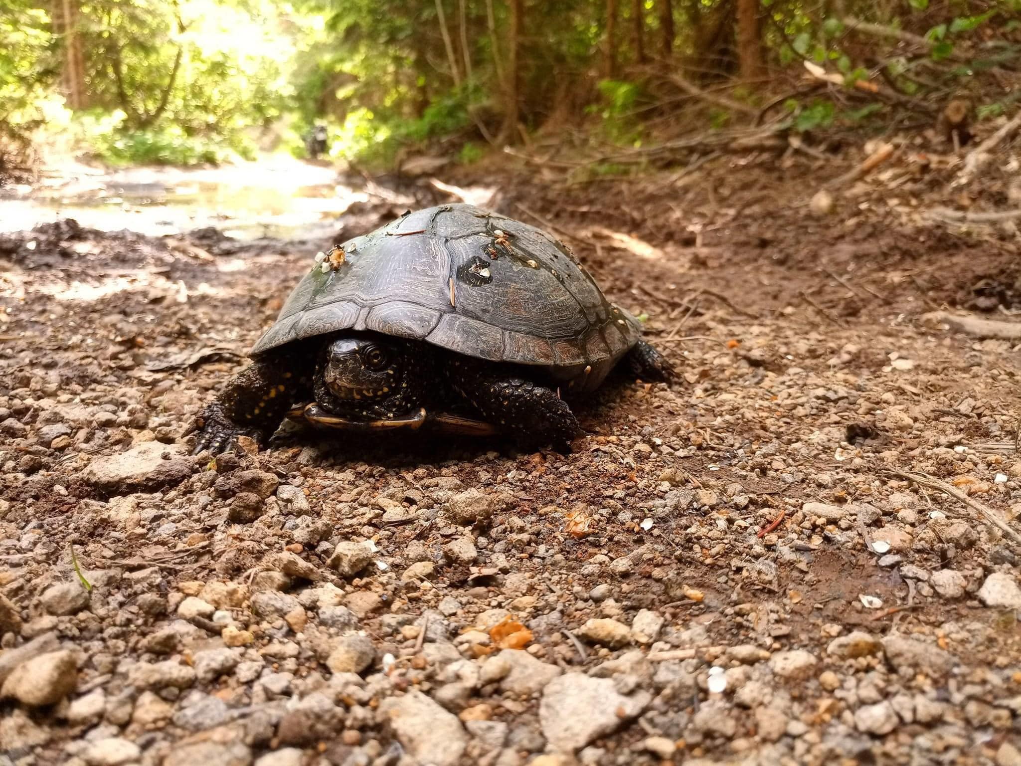 На території нацпарку "Зачарований край" на Закарпатті виявили європейську болотну черепаху (ФОТО)