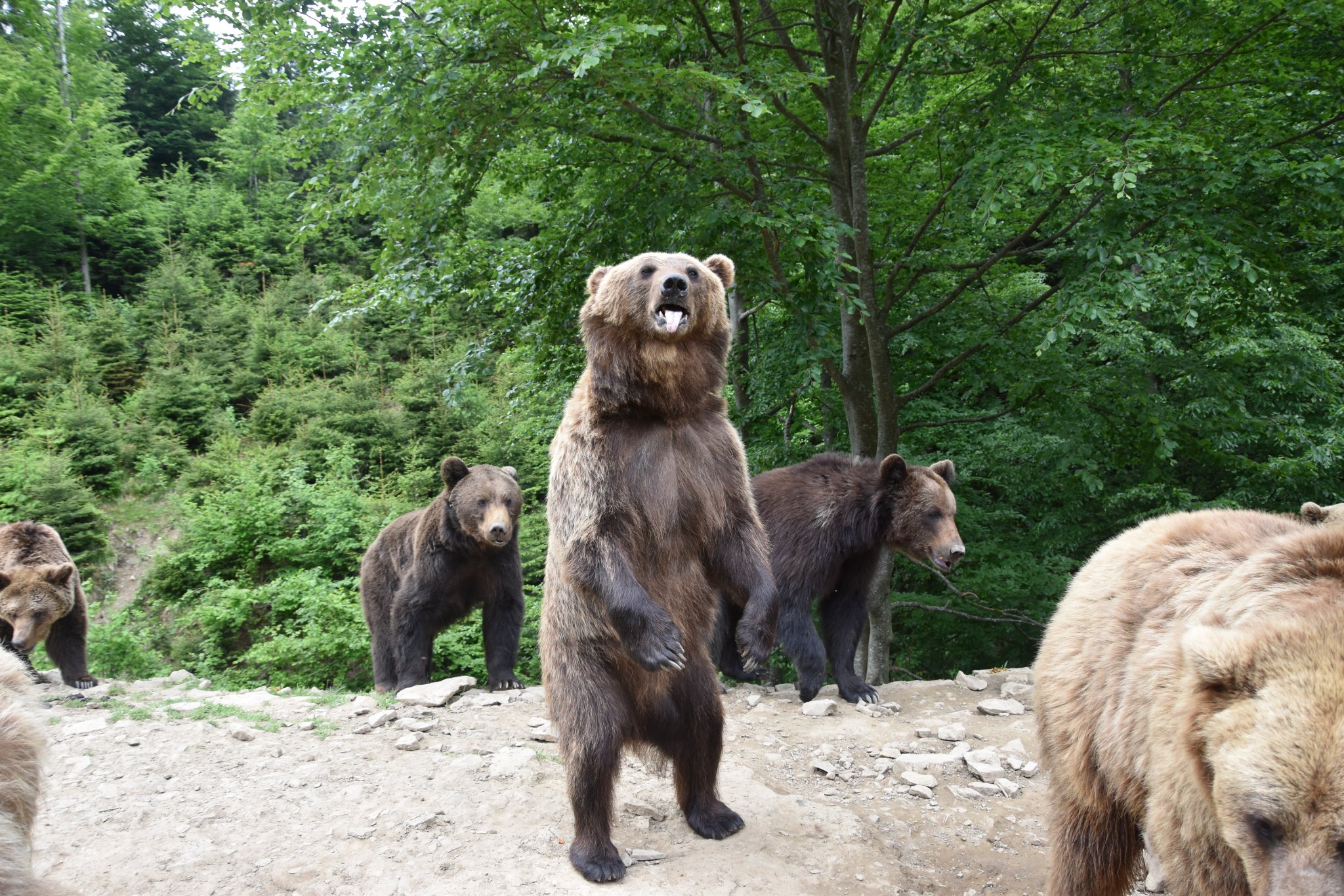 У реабілітаційному центрі бурих ведмедів на Закарпатті нині проживають 30 клишоногих (ФОТО)