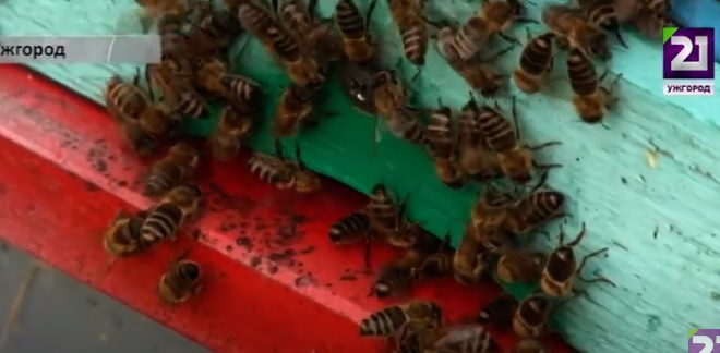 На Закарпатті стартував сезон збору меду (ВІДЕО)