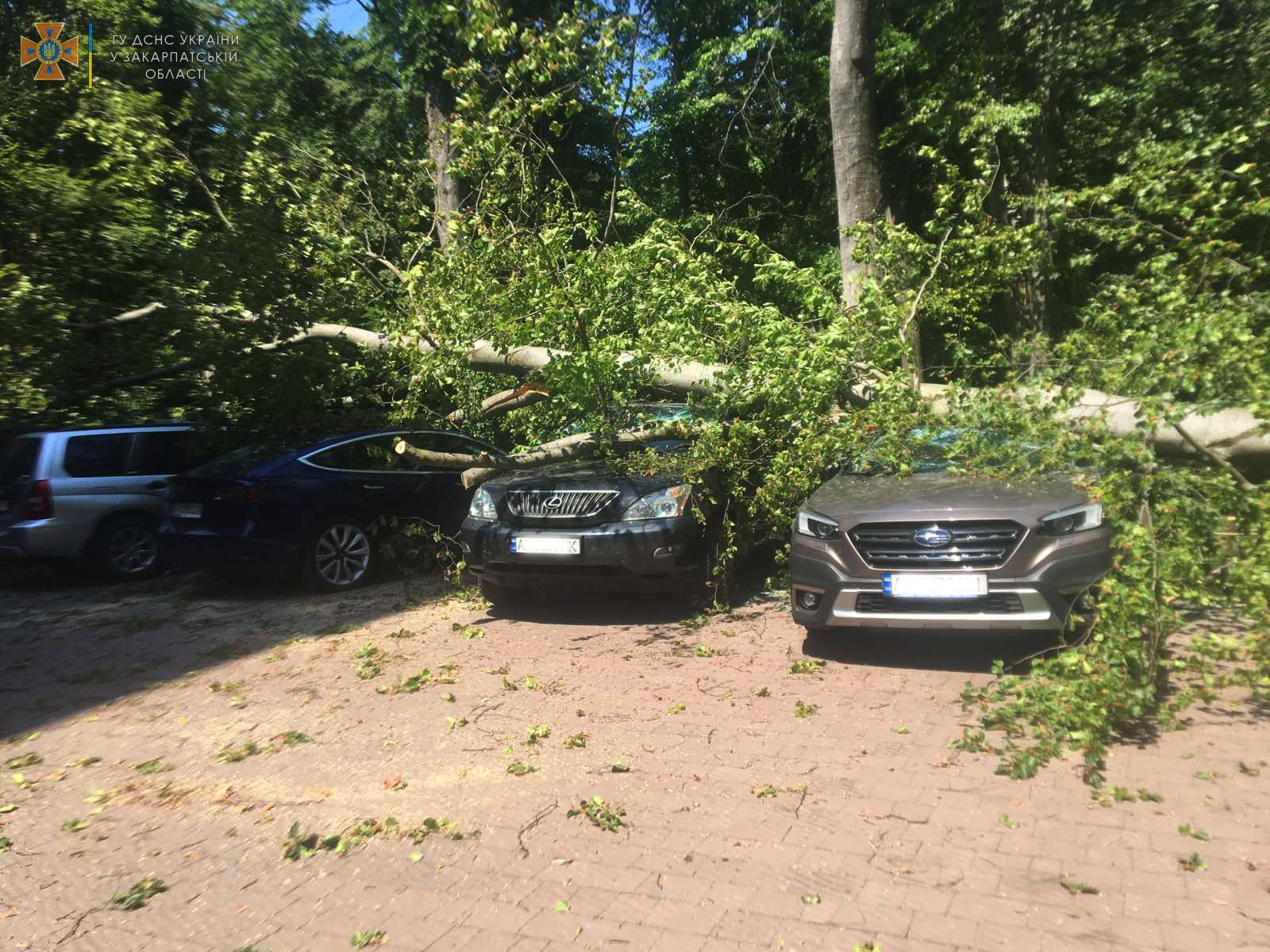 На Закарпатті дерево впало на 6 авто, серед яких Lexus і Tesla (ФОТО)