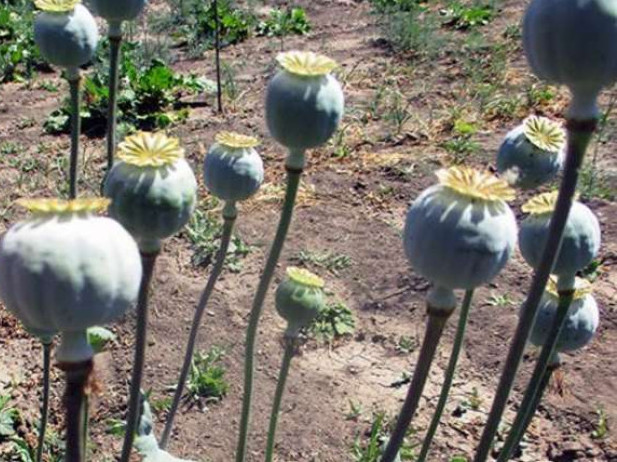 За 1,5 місяця на Закарпатті вилучили близько 6000 нарковмісних рослин 