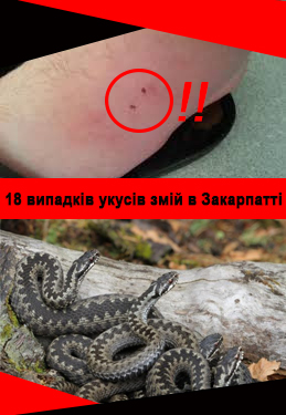 18 випадків укусів змій зафіксовано на Закарпатті (ВІДЕО)