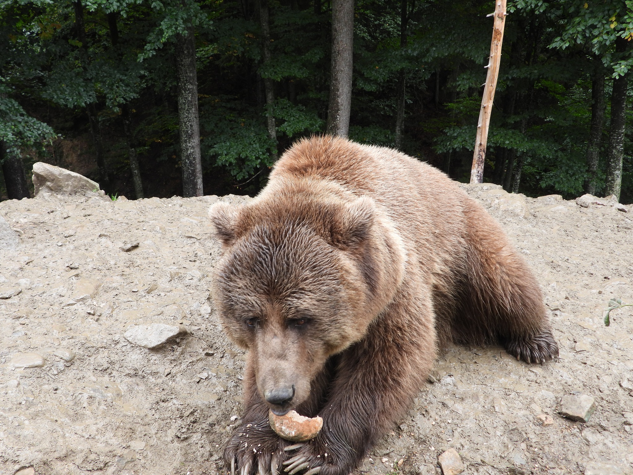Волонтери з Чехії привезли допомогу ведмедям у реабілітаційному центрі на Закарпатті (ФОТО)