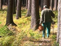 На Тячівщині знайшли чоловіка, що заблукав під час збирання грибів у лісі