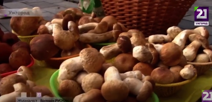 На Закарпатті триває сезон збору осінніх грибів (ВІДЕО)