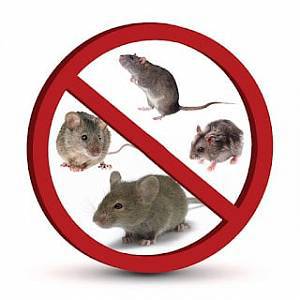 В Ужгороді планово травитимуть щурів. Пильнуйте дітей і домашніх улюбленців