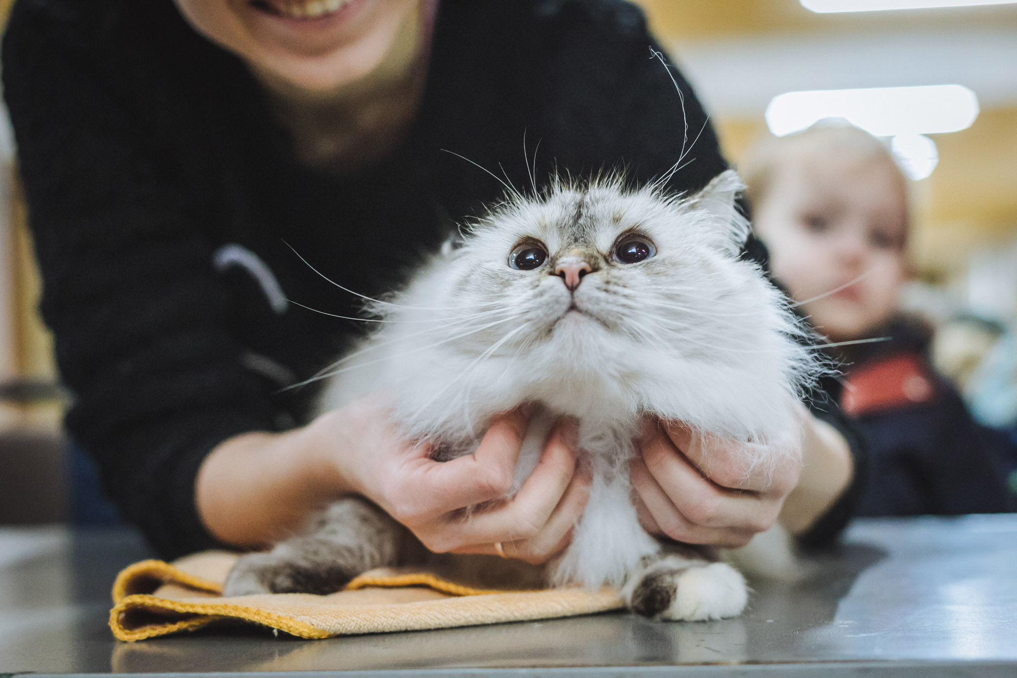 У "ПАДІЮНі" відбулася традиційна виставка-конкурс котів "Міс-Кіс-2023" (ФОТО, ВІДЕО)