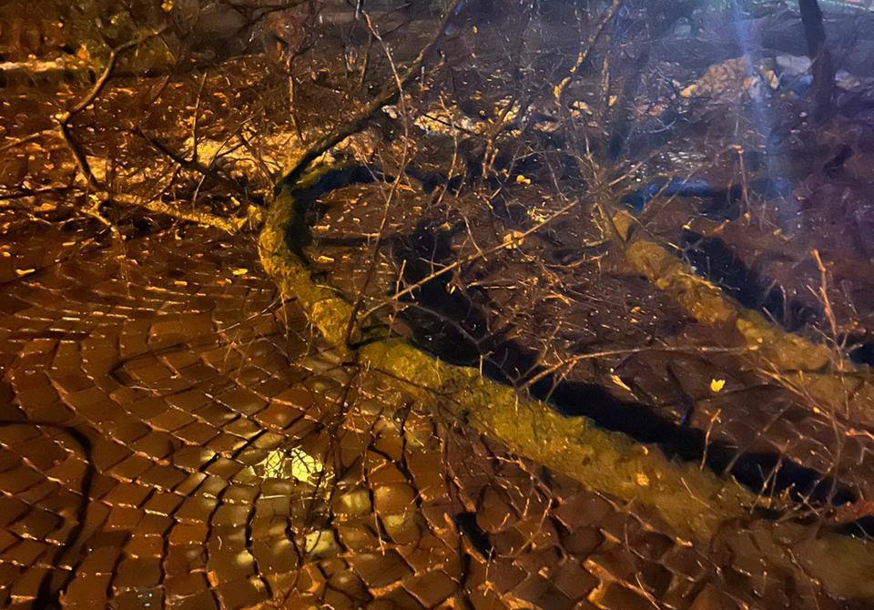 В Ужгороді опівночі велике дерево впало на дорогу (ФОТО, ВІДЕО)