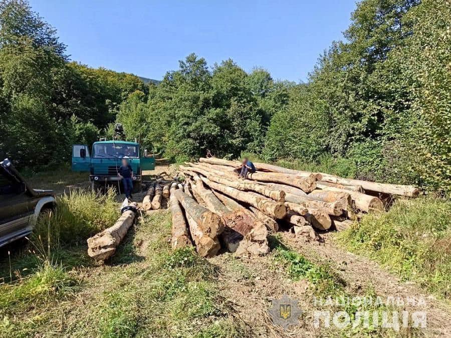 На Закарпатті підприємця підозрюють у незаконній вирубці лісу зі збитками на майже пів млн грн (ФОТО)