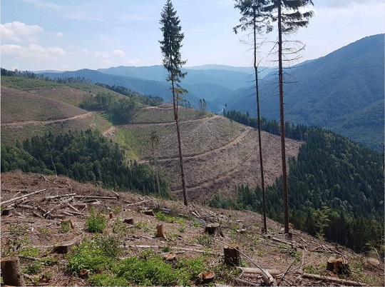 Хустський лісгосп відшкодовує збитки на понад 1 млн грн, завдані незаконною порубкою дерев (ФОТО)