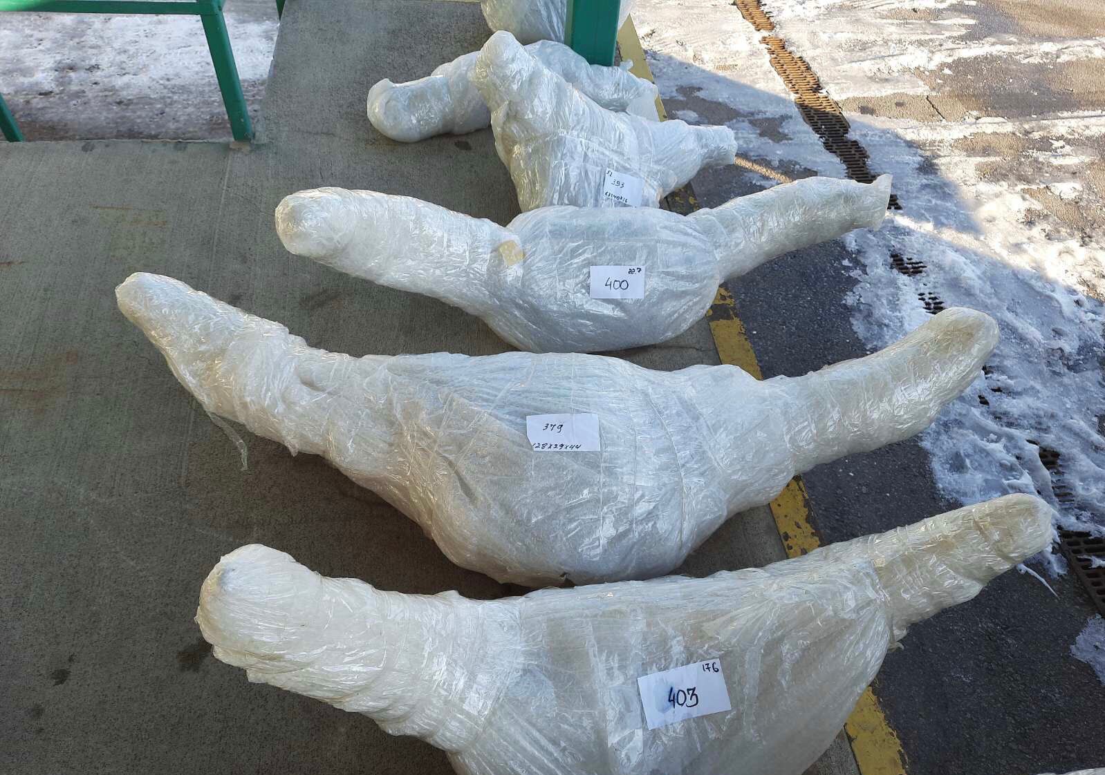 На Закарпатті чоловік намагався незаконно вивезти понад 200 черепів та кісток бізонів (ФОТО) 