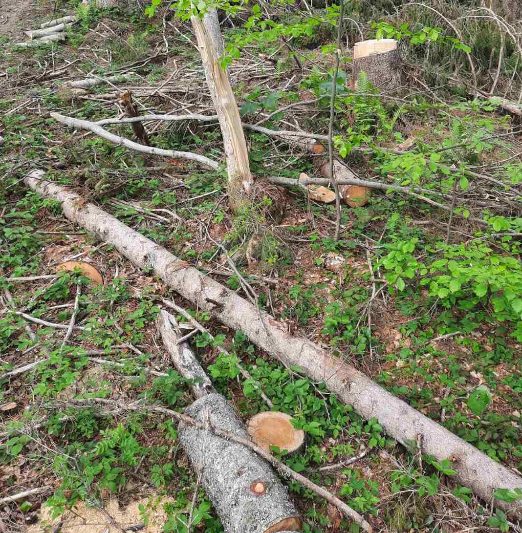 Свалявський лісгосп має відшкодовувати 1 млн грн збитків, завданих незаконними рубками (ФОТО)