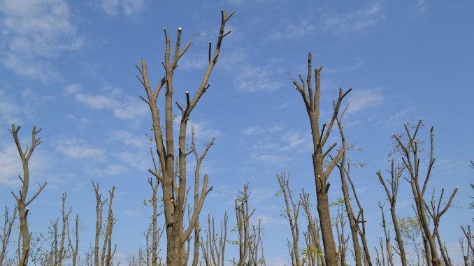У Виноградові за 205 тис. замовили фірмі ексголови Зеленгоспу підрізання дерев і живих огорож, приховавши ціни на окремі види робіт