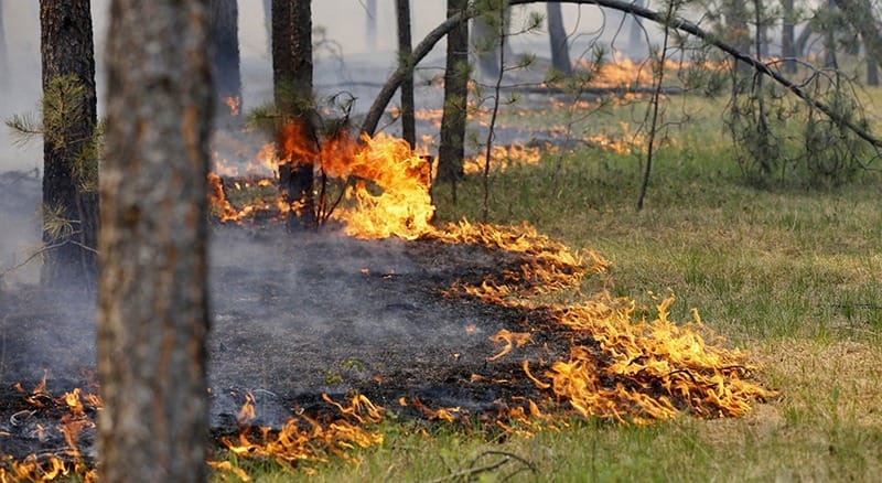 На Закарпатті заборонили розпалювати багаття у лісових масивах