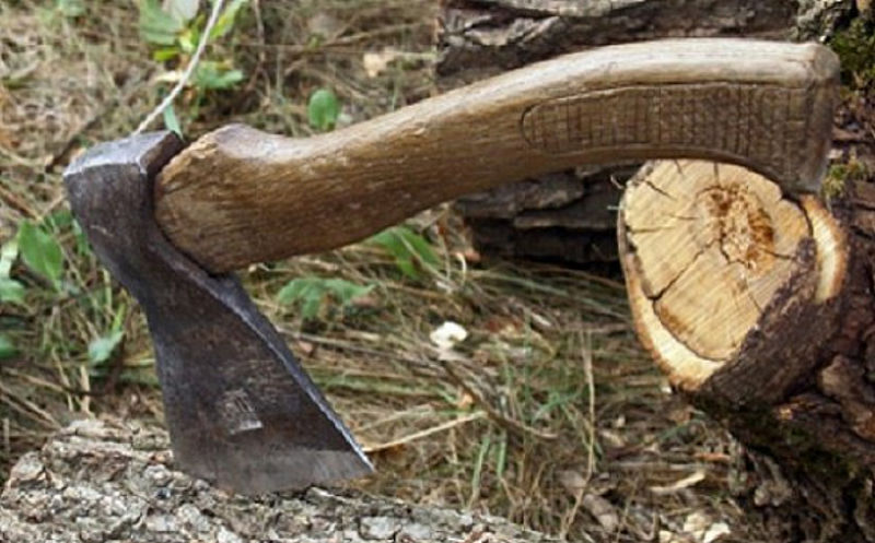 На Закарпатті повідомили про підозру двом працівникам лісництв, що допустили рубки на мільйони гривень