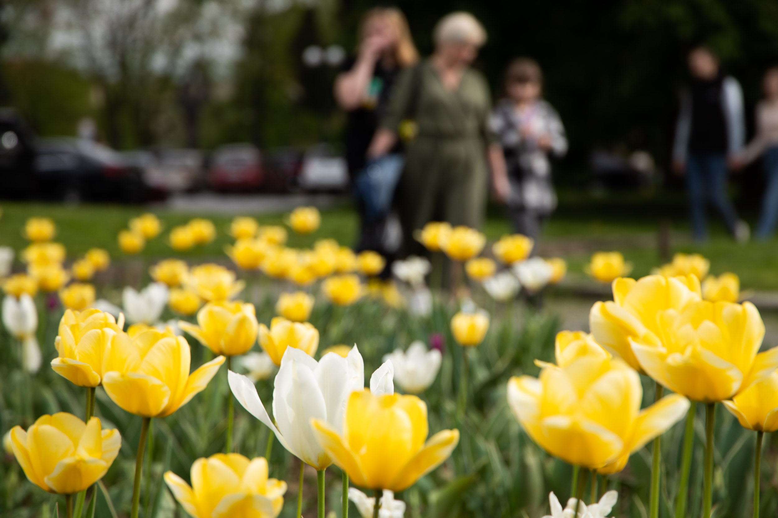В Ужгороді розквітло понад 40 тисяч тюльпанів (ФОТО)
