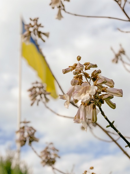 У Мукачеві квітнуть павловнії (ФОТО)