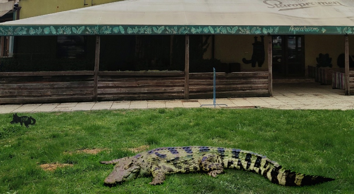 В Ужгороді невідомі залишили на газоні 3-метрового крокодила (ФОТО)