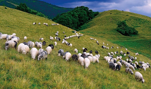 На Закарпатті створять Центр підтримки та розвитку вівчарства