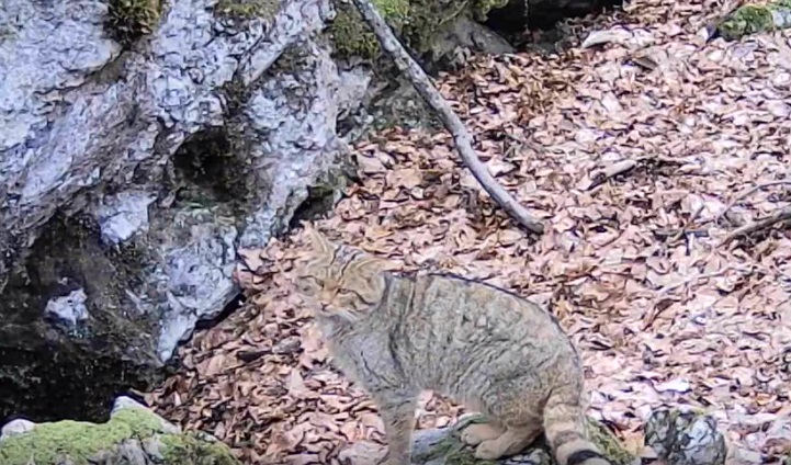 Фотопастки "впіймали" у Карпатському біосферному заповіднику на Закарпатті лісового кота (ВІДЕО)