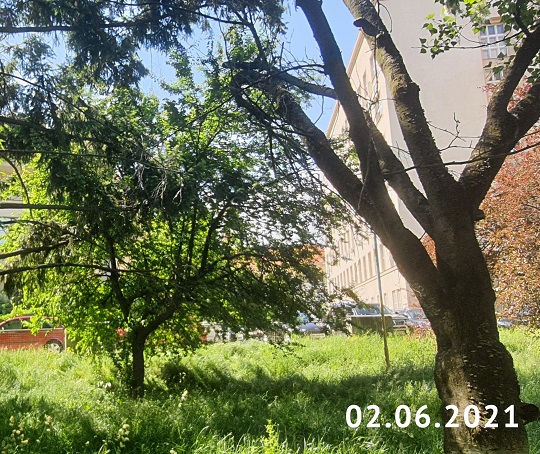 У мерії Ужгорода відреагували на інформацію щодо зрубаних дерев на Народній (ФОТО)
