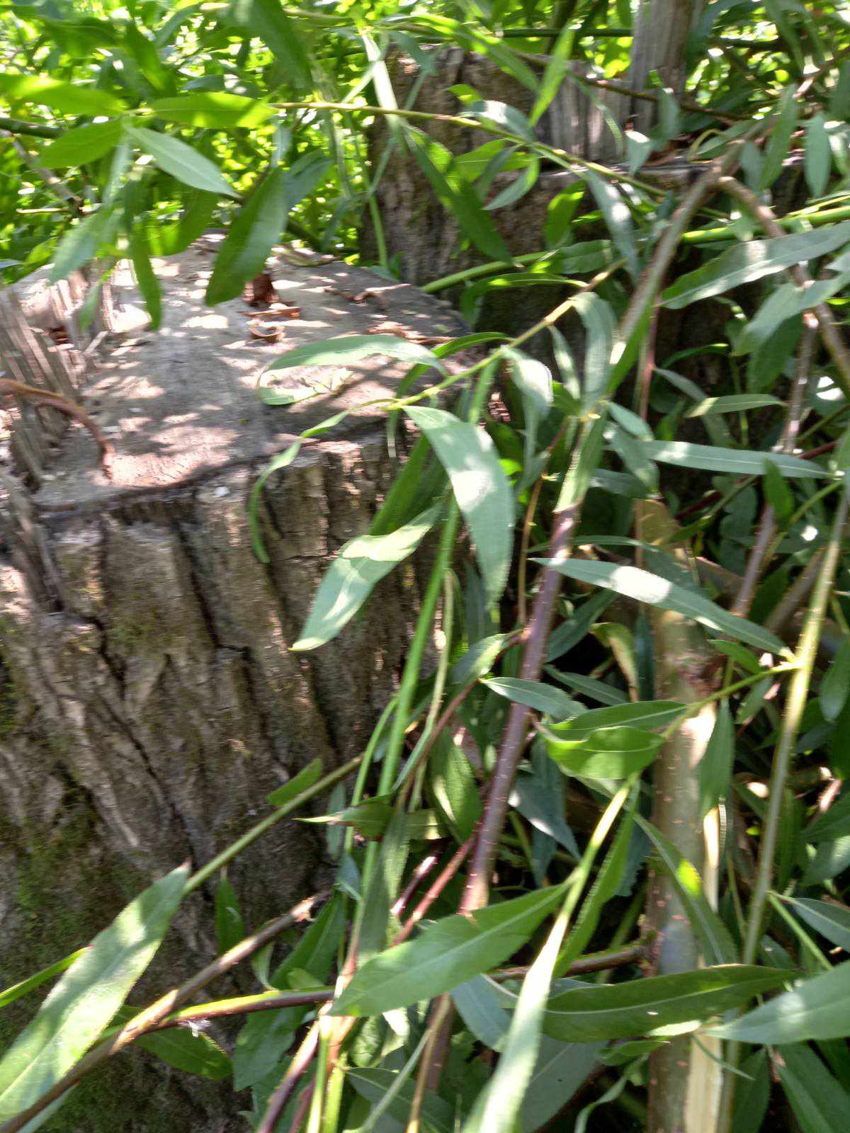 У природозаповідному фонді на Ужгородщині виявили 230 пнів зрубаних дерев, збитки сягають десятків мільйонів гривень (ФОТО)