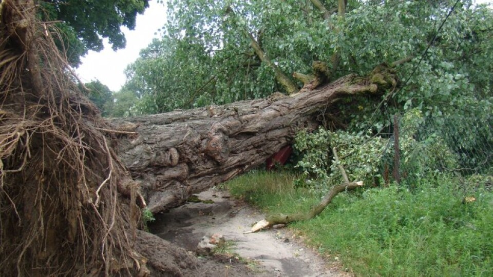На Берегівщині негода повалила 6 дерев
