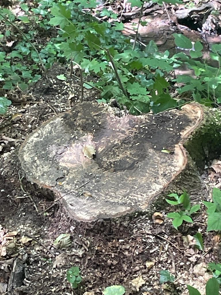 На території парку одного з санаторіїв на Мукачівщині виявили 30 пнів від зрубаних дерев, збитки сягають майже 7,5 млн грн (ФОТО)
