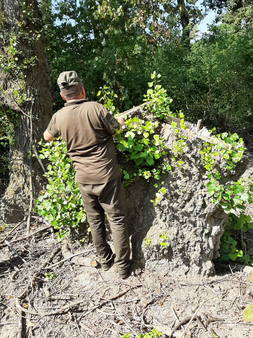 У регіонально-ландшафтному парку на Закарпатті виявили незаконну рубку з мільйонними збитками