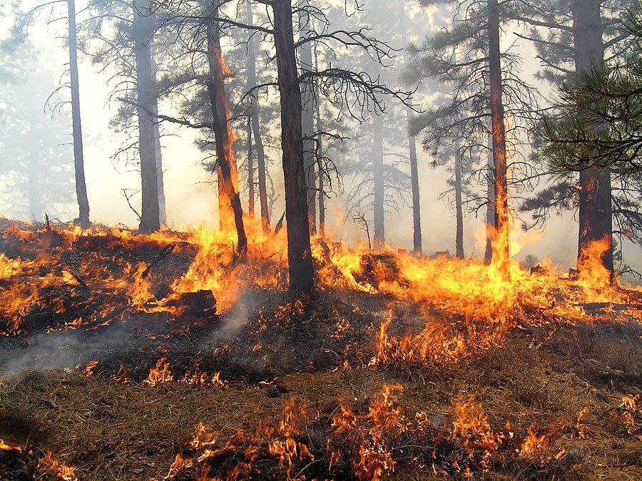 На Закарпатті заборонили відвідувати ліси в період високої пожежної небезпеки