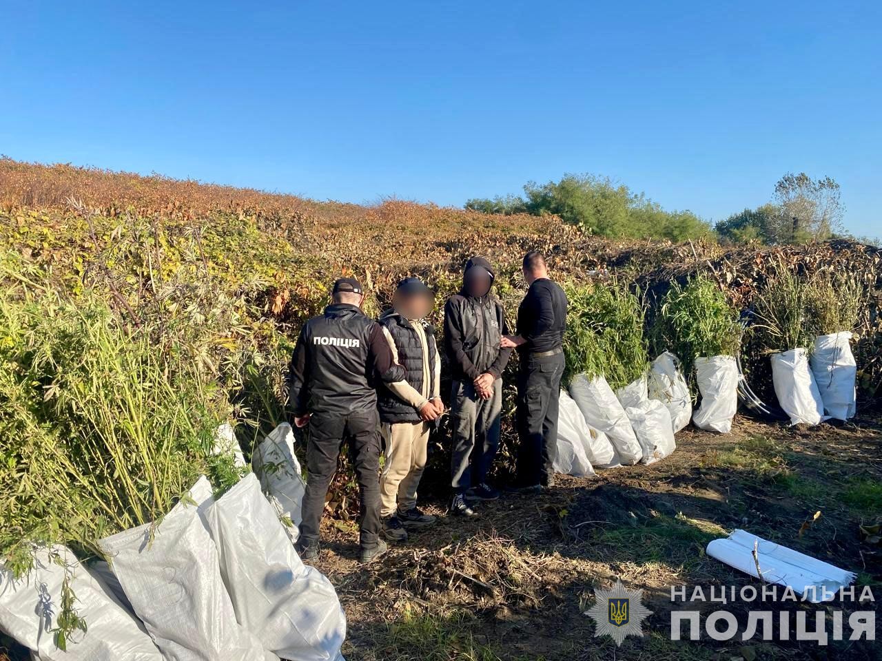 На Мукачівщині двоє чоловіків облаштували плантацію конопель і виготовили наркотиків на 800 тис. грн (ФОТО)