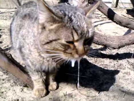 У Сокирниці Хустської громади скажена кішка покусала чоловіка
