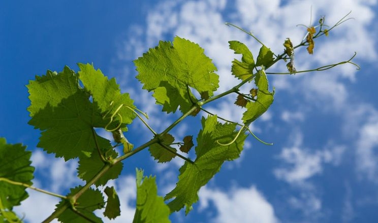 Через аномально раннє тепло закарпатські виноградарі зелені операції проводять мегаінтенсивно