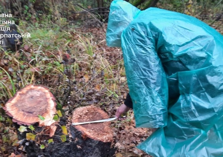На Ужгородщині, в регіональному ландшафтному парку "Притисянський" невідомі вирубали лісу на понад 8 млн грн