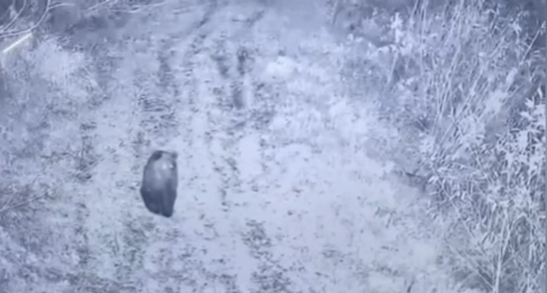 На Закарпатті камера прикордонників зафіксувала бурого ведмедя (ФОТО)