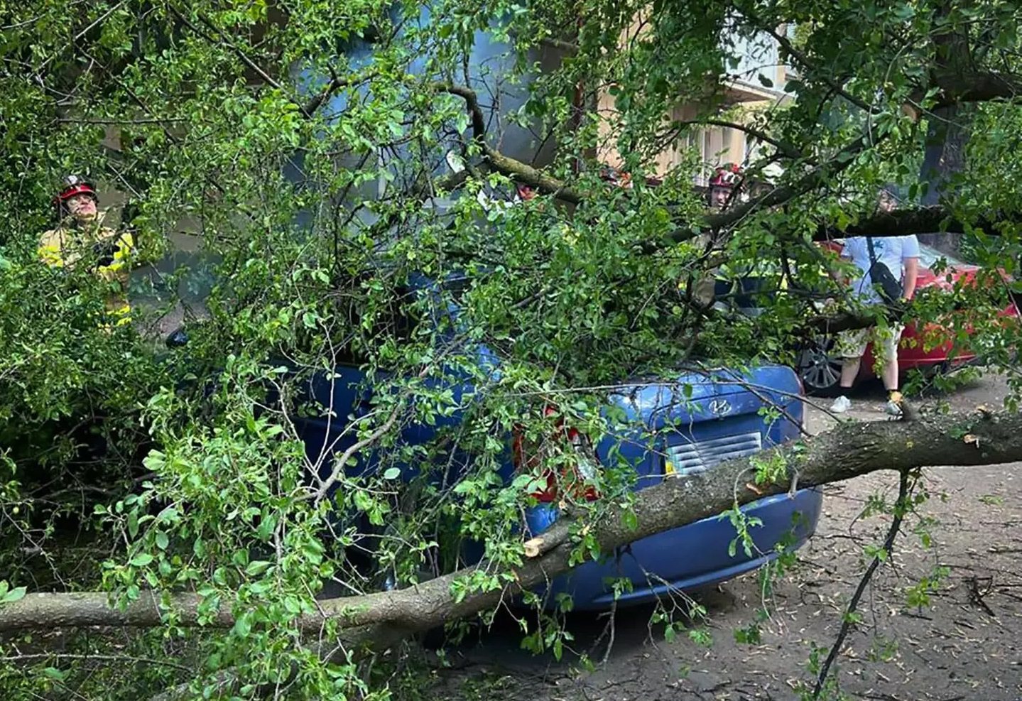 В Ужгороді у неділю дерево впало на припаркований Hyundai (ОНОВЛЕНО) (ФОТО)