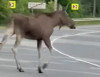 ВІДЕОФАКТ. Біля Мукачева трасою Київ – Чоп гуляв лось