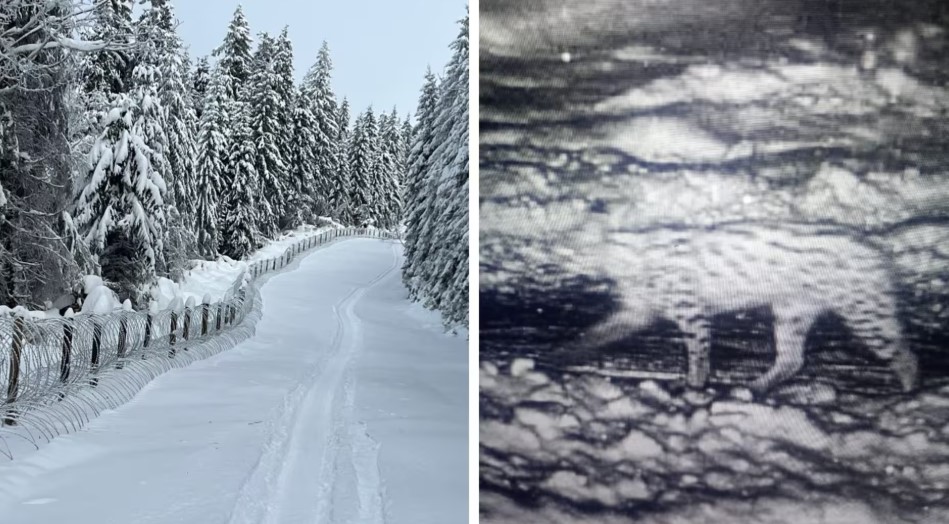 У Карпатах зафіксували рись поблизу державного кордону (ФОТО)