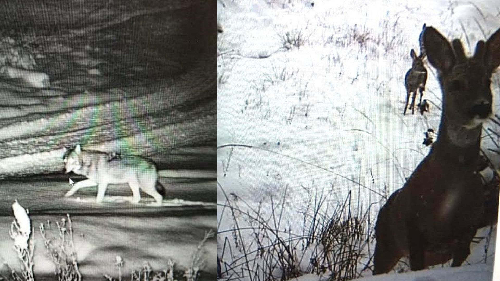 Фотопастки прикордонників зафіксували диких тварин у високогір’ї Карпат (ФОТО)