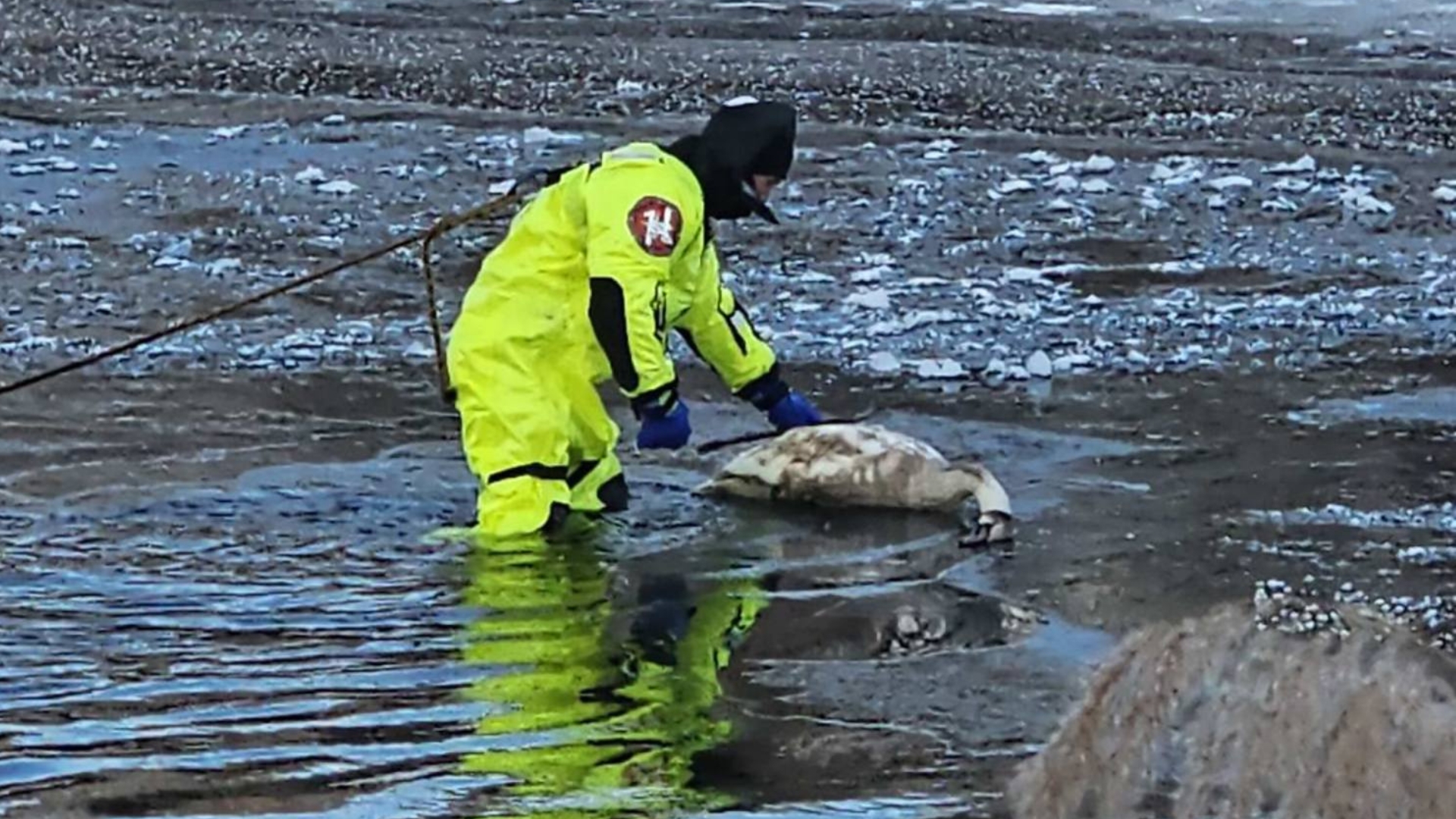 В Ужгороді помер лебідь, врятований напередодні з криги на річці Уж (ФОТО)