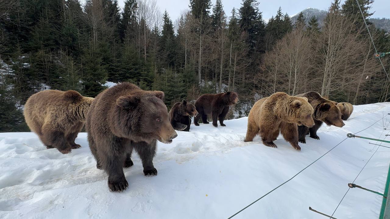 У Нацпарку "Синевир" ведмеді почали виходити із зимової сплячки (ФОТО)