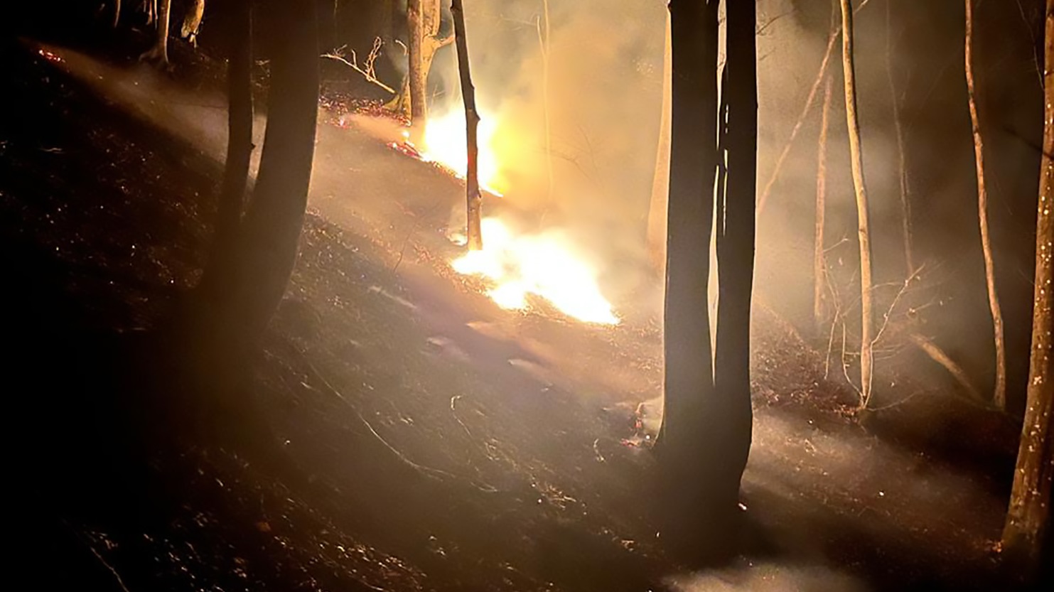 У Липецькій Поляні вночі горів ліс (ФОТО)