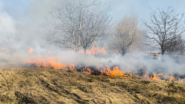 На Закарпатті від початку року сталося 76 пожеж в екосистемах 