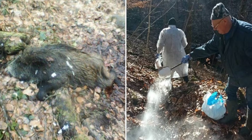 На Закарпатті зафіксували африканську чуму свиней (ФОТО)