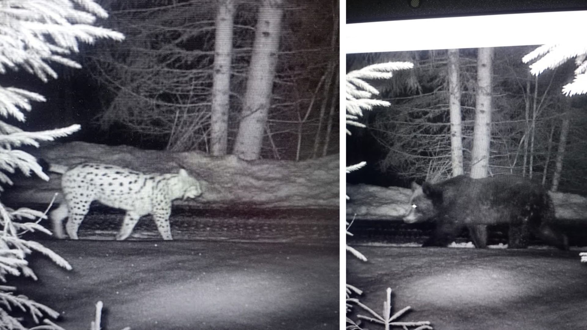 Ведмідь і рисі потрапили в об’єктив камер прикордонників на Закарпатті (ФОТО)
