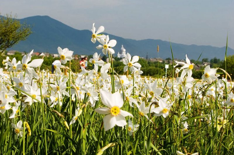 Фото ілюстративне, з мережі інтернет