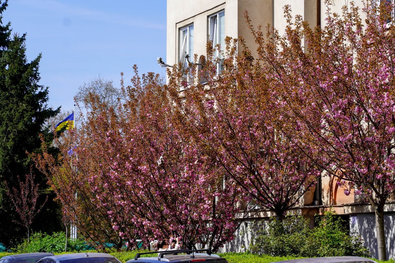 В Ужгороді починають квітнути сакури (ФОТО)