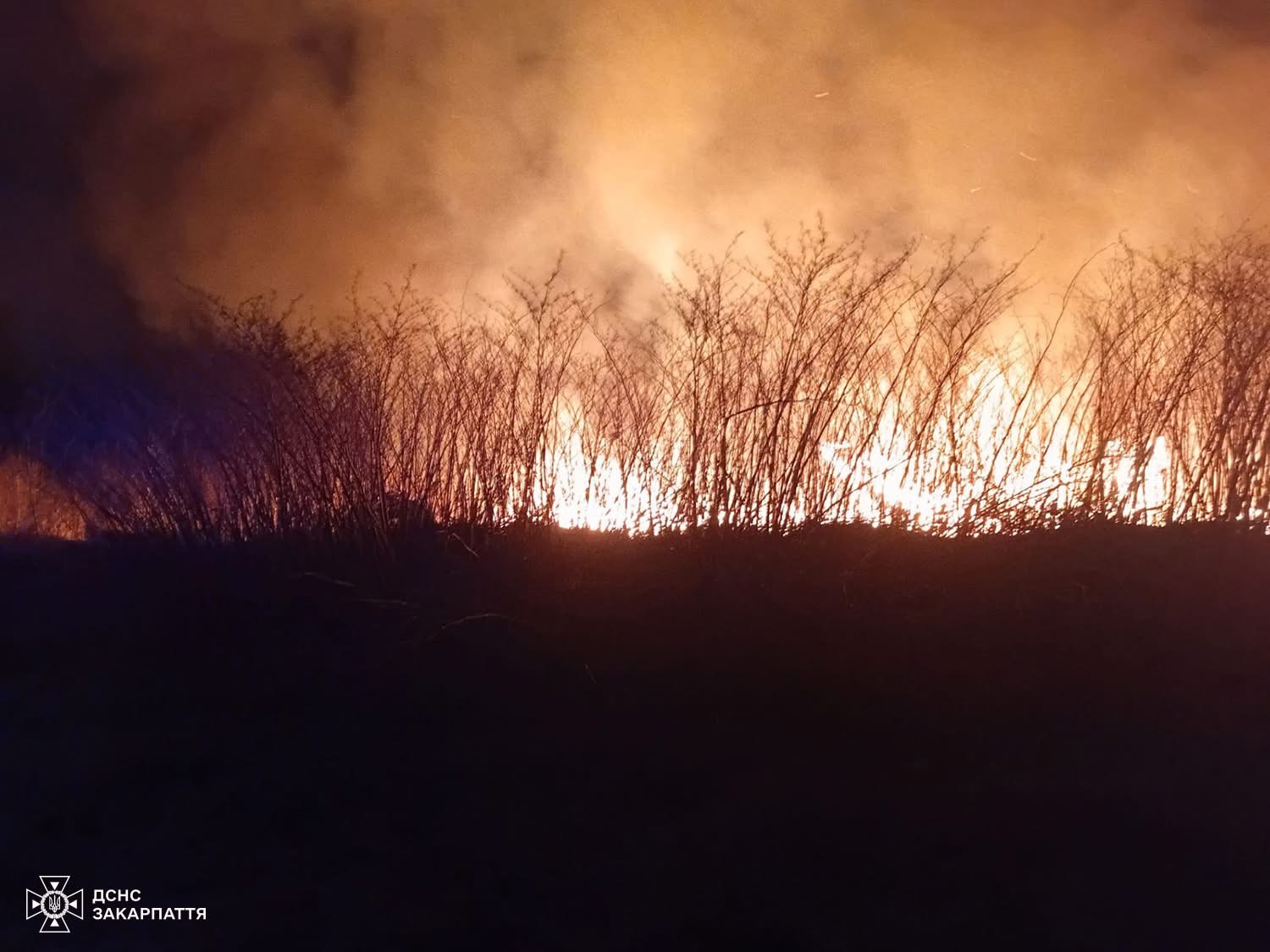На Закарпатті з початку року вигоріло понад 550 гектарів сухостою (ФОТО)