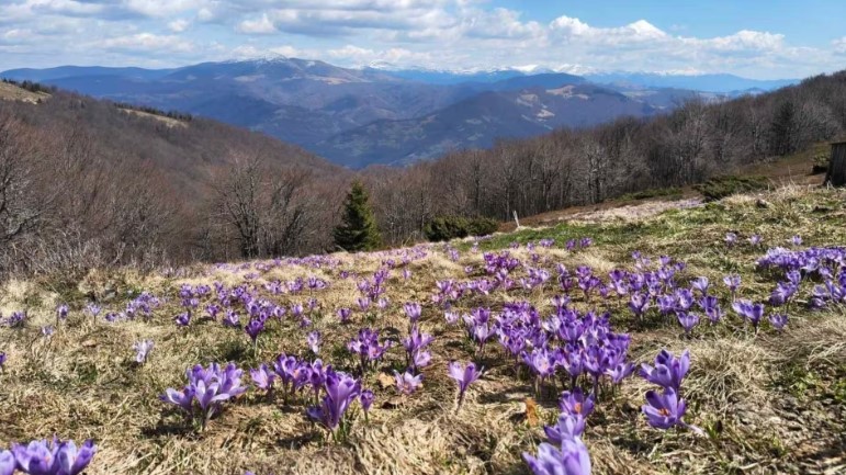 У Карпатах зафіксували масове цвітіння шафранів (ФОТО)