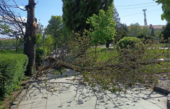На Закарпатті через штормовий вітер падають дерева (ФОТО)